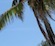 Coconut trees on the beach Zanzibar Island
